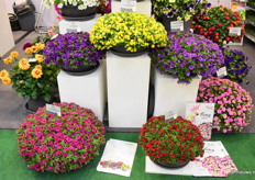 De Oro is ook een nieuwe serie van Selecta One. Het is een erg compacte en zwaar vertakkend soort dat geen remstoffen nodig heeft. Het komt in de soorten: Oro Double Blue, Double Yellow, Double Light Blue, Double Magenta en de Double Red.